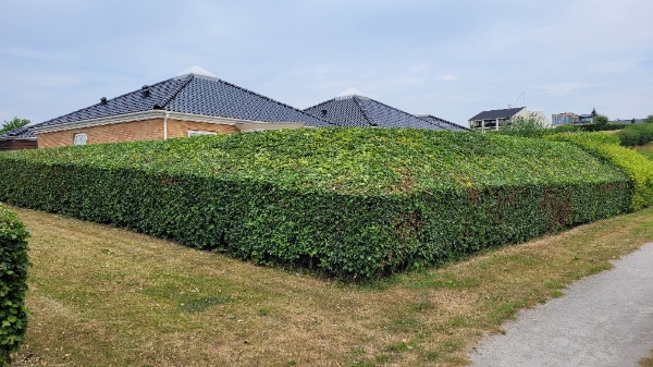 Klipning af bøgehæk