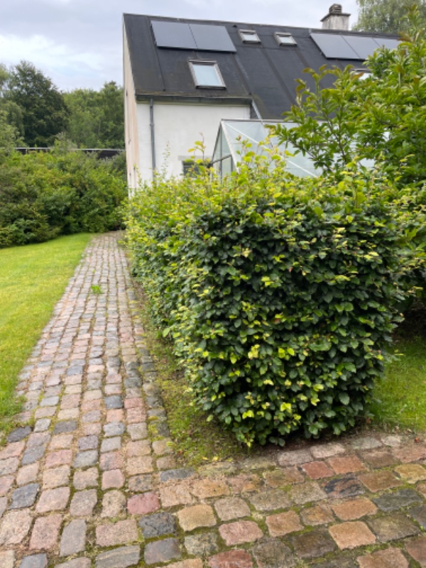 Klipning af bøgehække