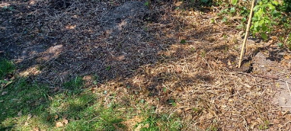 Fjernelse og fræsning af efeu