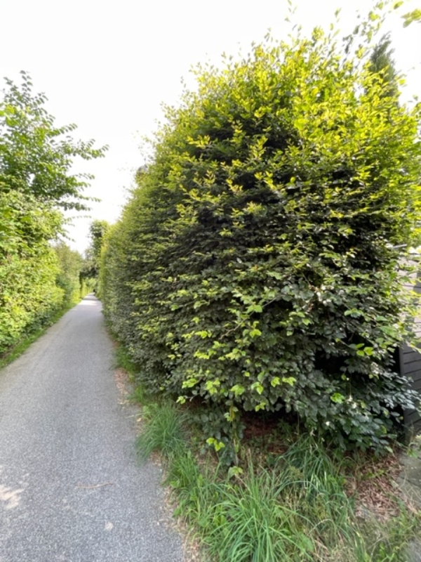 Klipning af hæk og fjernelse af ukrudt ved fliser og bede