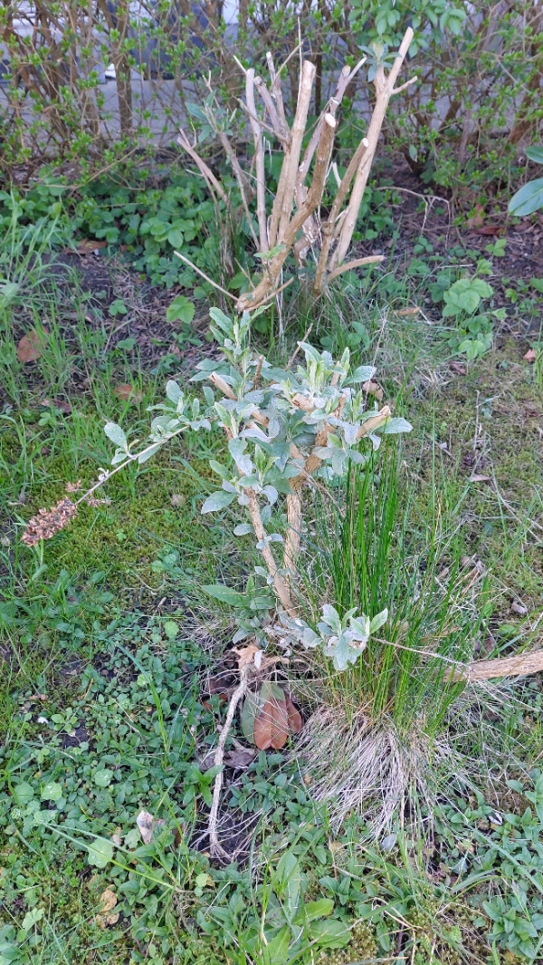 Fjernelse af højbede og havearbejde