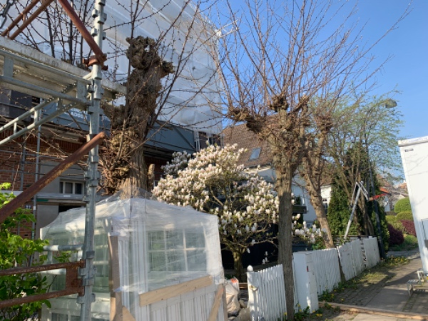 Fældning og beskæring af træer