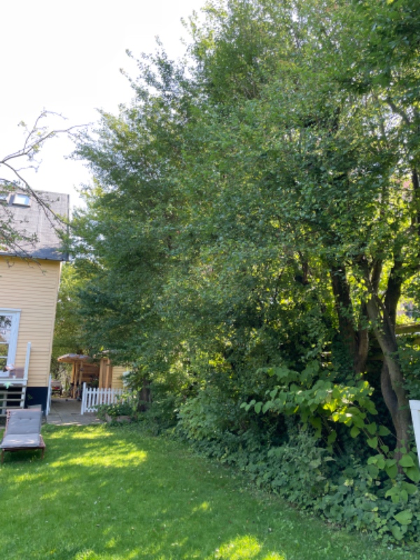 Beskæring af træer