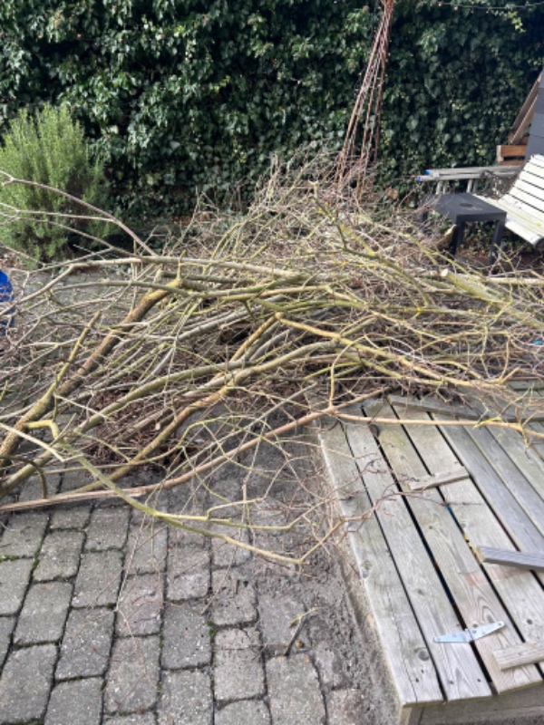 Jeg vil gerne have fjernet en bunke grene fra syren træ.