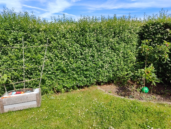 Hækklipning af 45 meter hæk