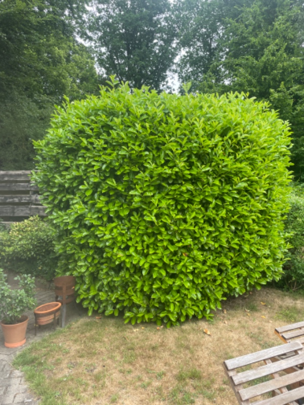 3 stk laurbær + 30 m buskbom hæk skal klippes