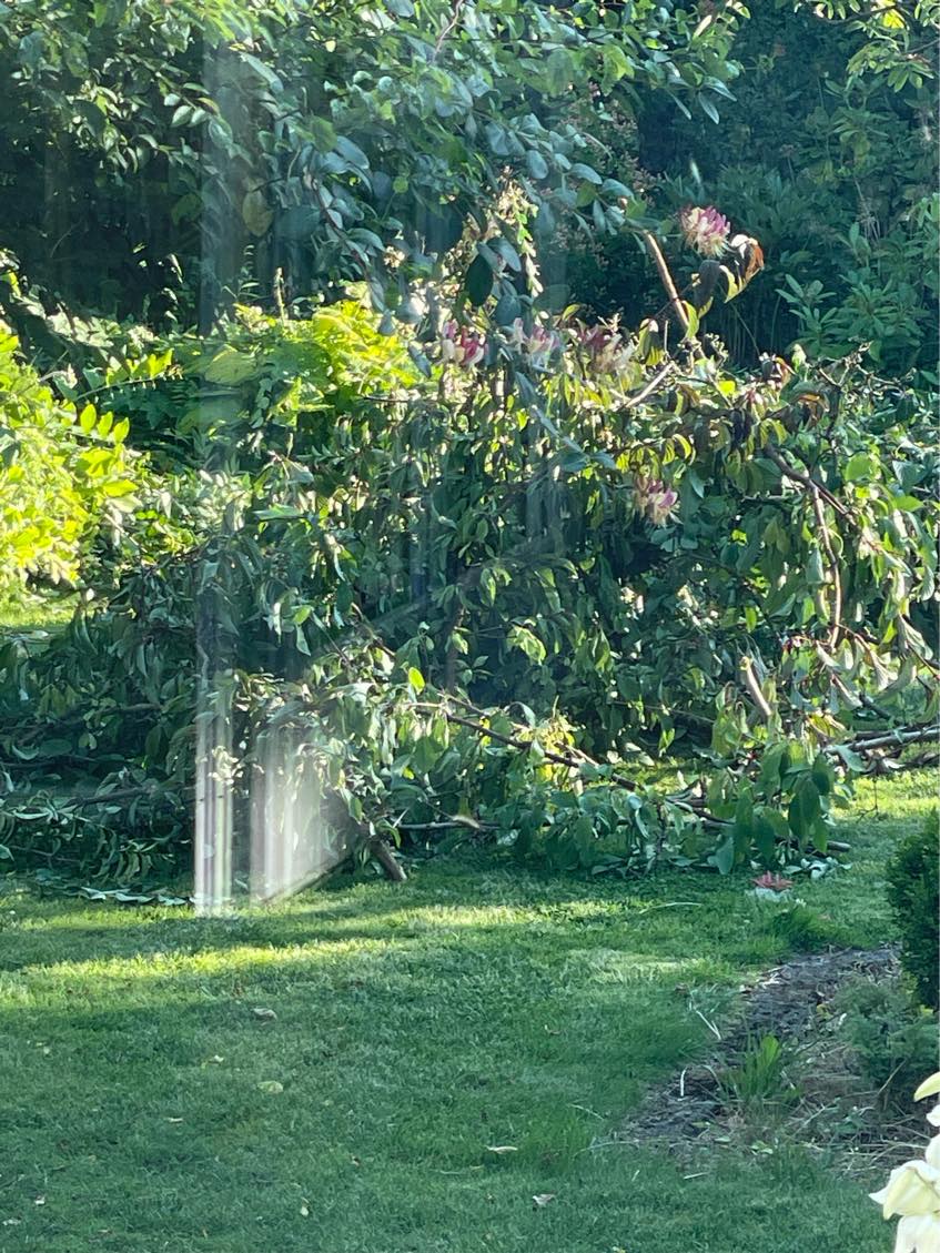 Fjernelse af afklippet hæk og grene