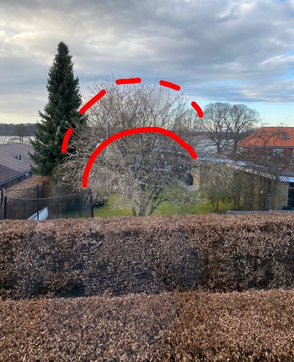 Beskæring af træ i haven