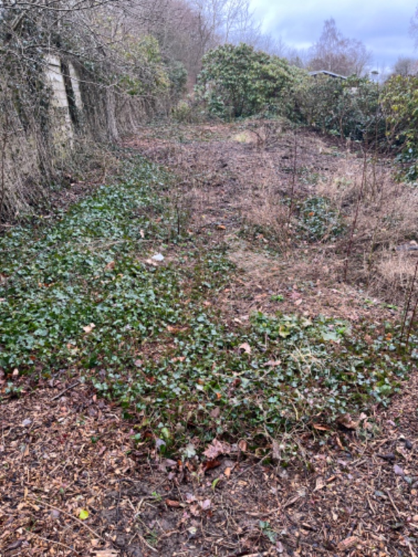 Fjernelse af Egeføj