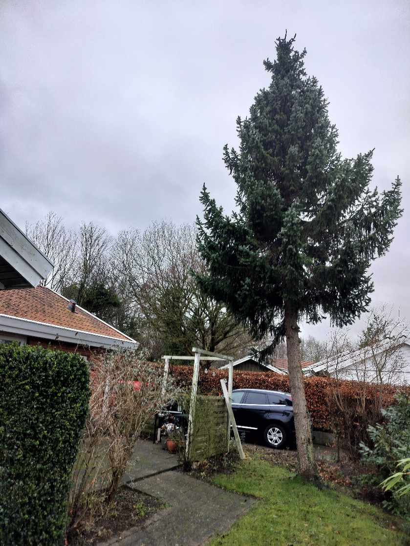 1 stk. grantræ ønskes fældet.