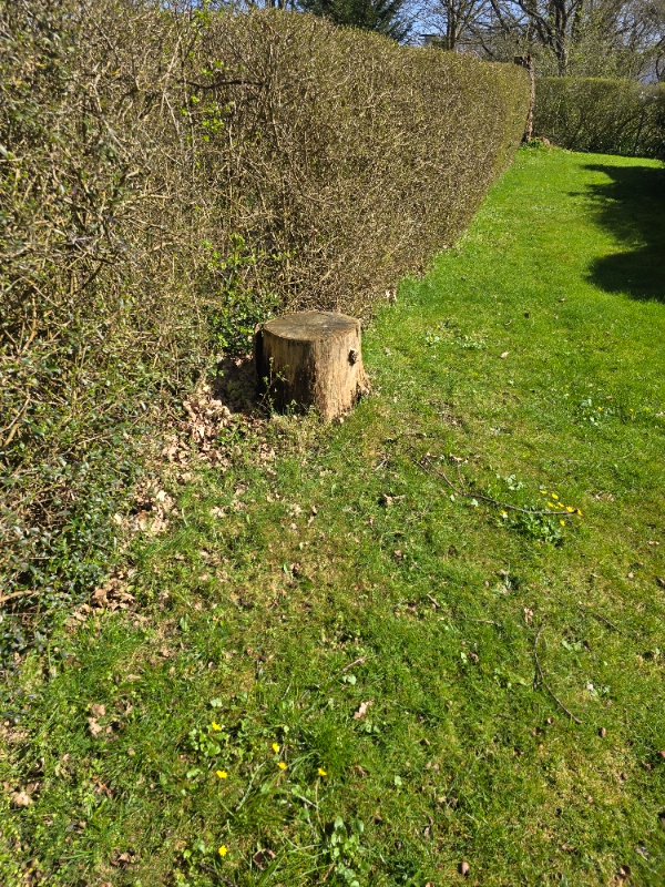 Hækfjernelse og græsslåning