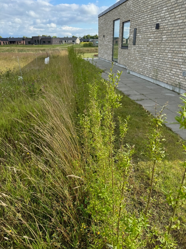 Lugning af ukrudt under hæk