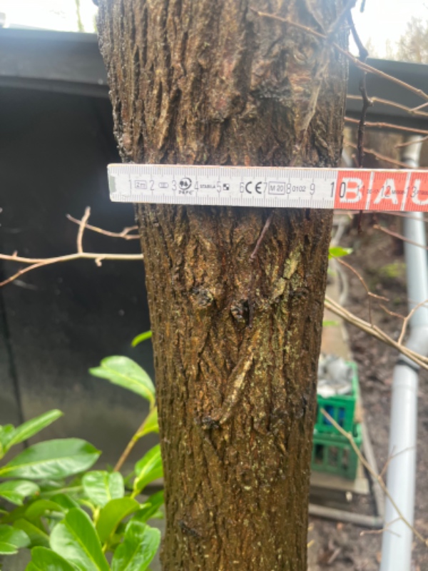 Fredag 1- 8 eller 22 marts 2024