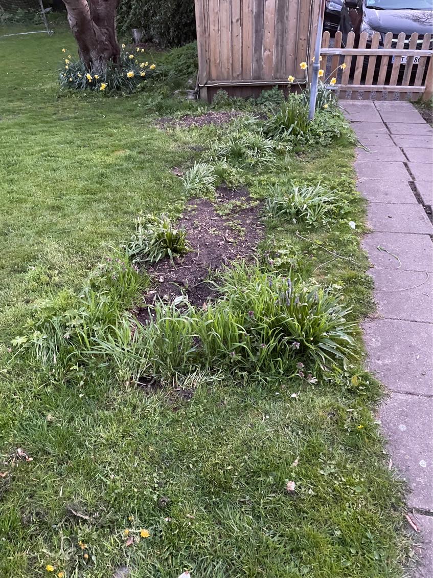 anlægning af rullegræs