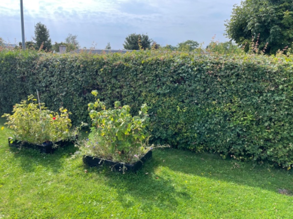 Beskærring af hæk, ikke kun klip :-)