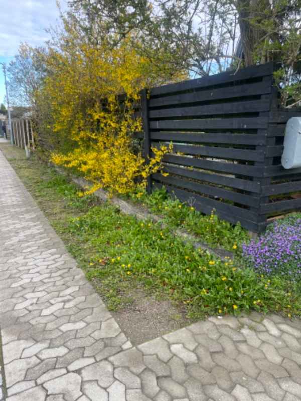 Havearbejde og beskæring af syren