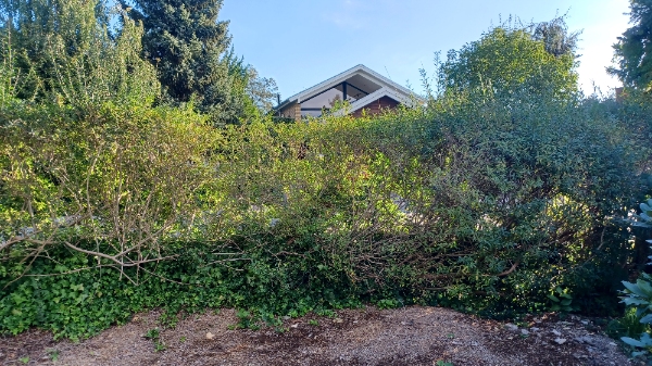 Opgravning og fjernelse af ligusterhæk