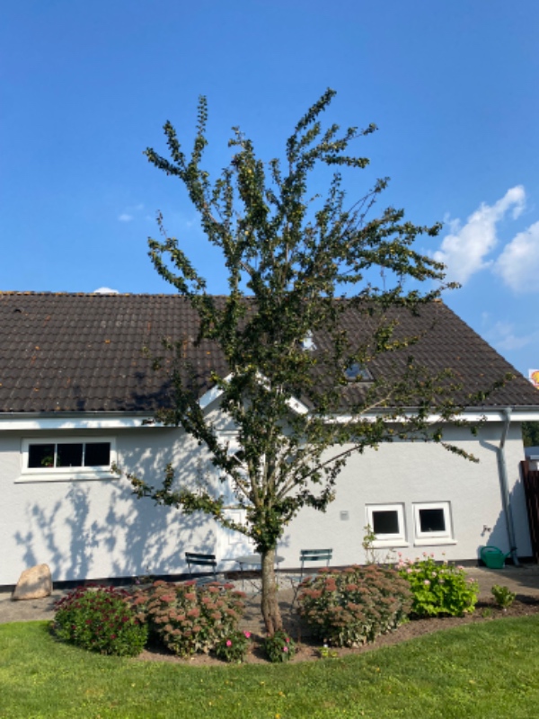 Der skal fældes og køres 2 træer væk