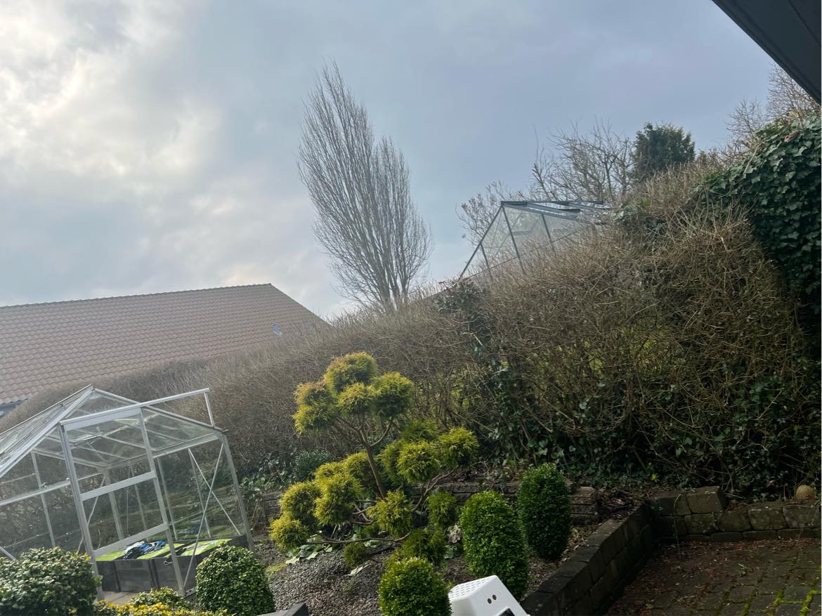 Klipning af hække, og æbletræer. Hjælp til ændring i haven