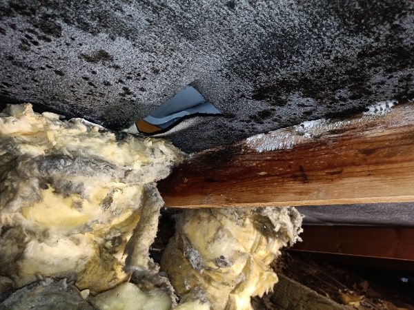 Skimmelsvamp på loft