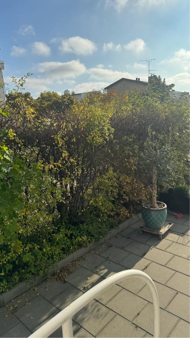 Beskære hæk ned til 1.8m