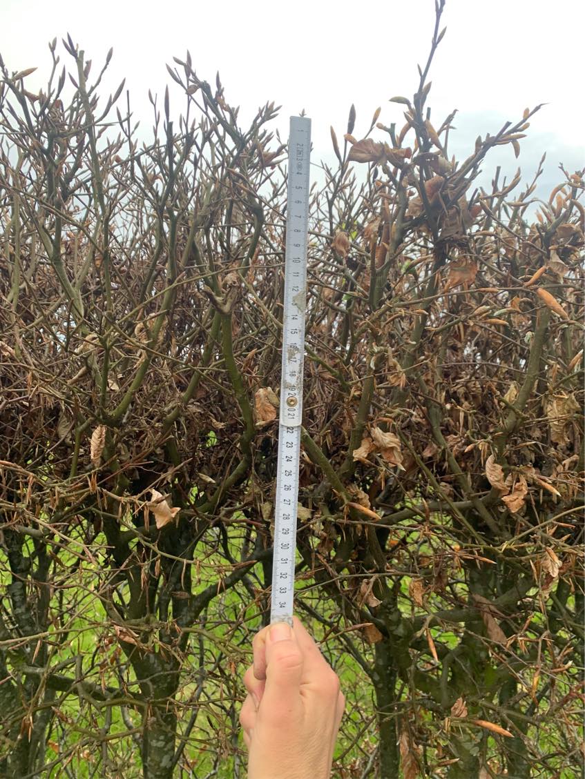 Klippet hæk 30 - 35 cm ned