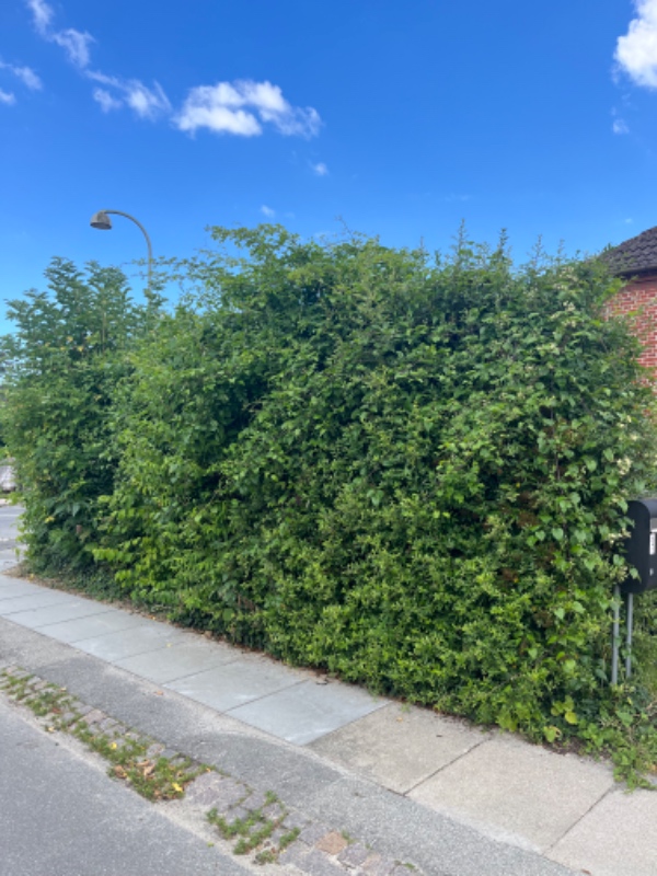 Klipning af stor hæk