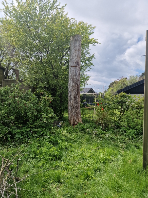 Fældning og opskæring af stub