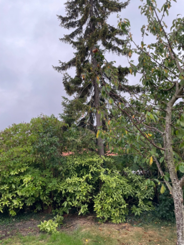 Fældning og stubfræsning af 2 træer