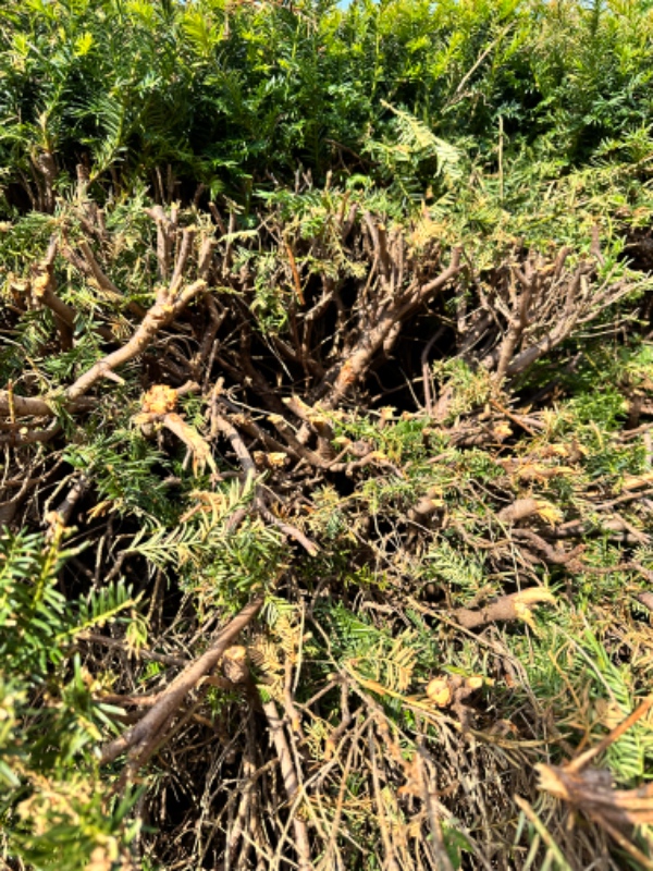 Klipning og fjernelse af hæk