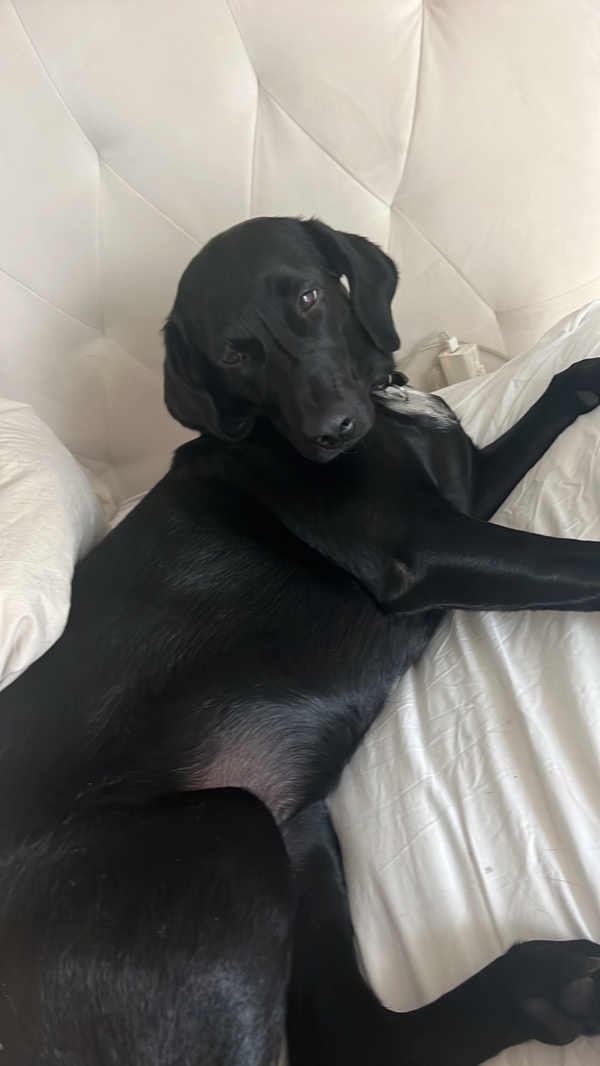 Nytårs pasning af hund