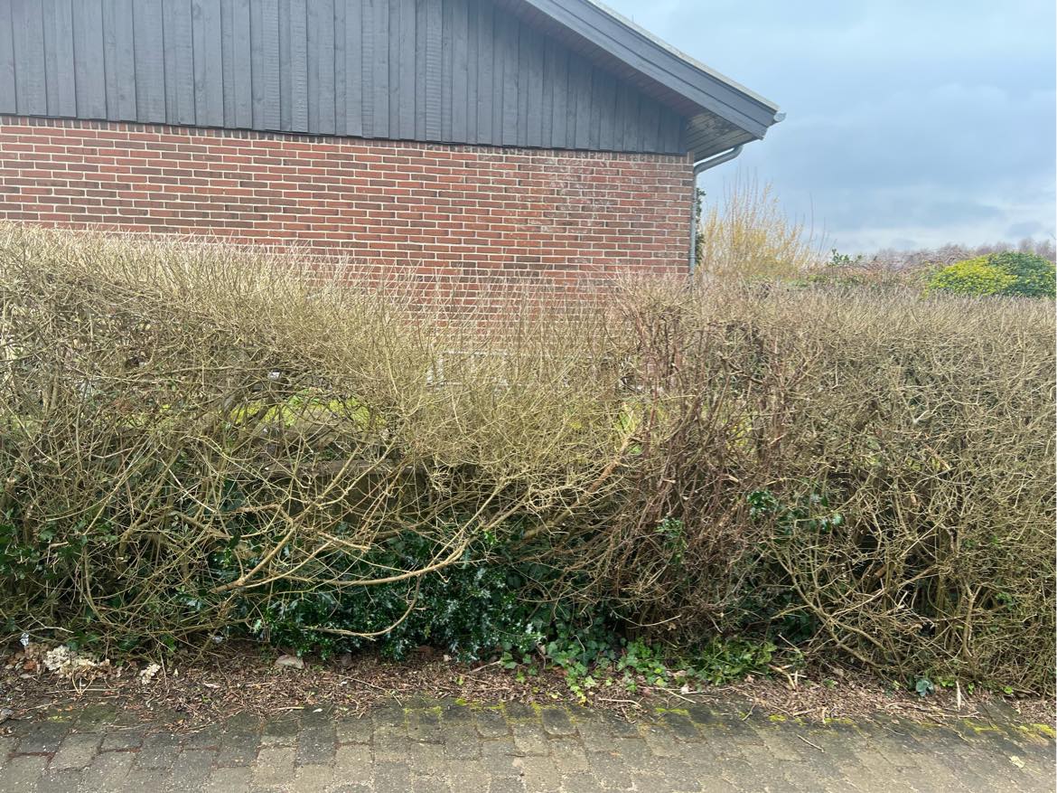 Klipning af hække, og æbletræer. Hjælp til ændring i haven