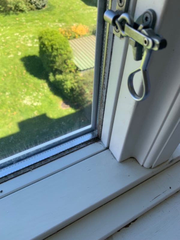 Fjernelse af skimmelsvamp