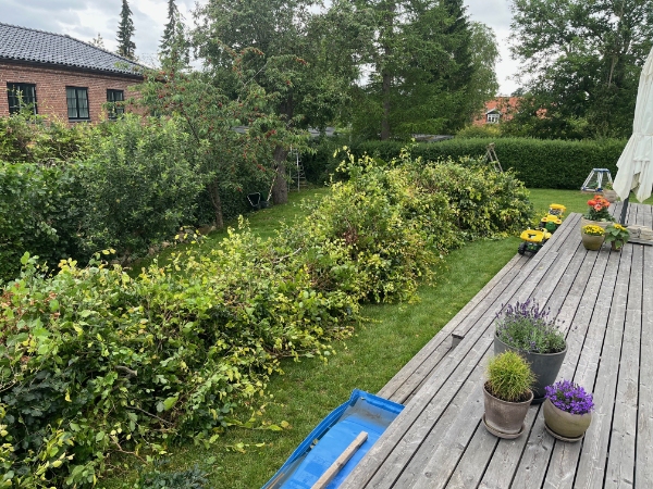 Bortskaffelse af bøgehæk beskæring