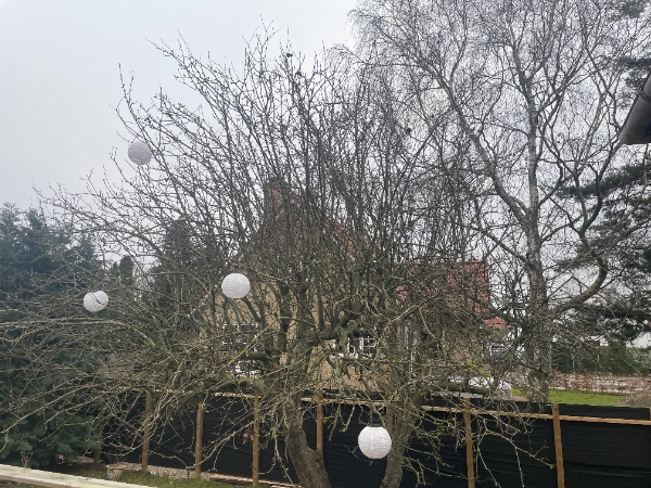 Beskæring af 3 stk æbletræere