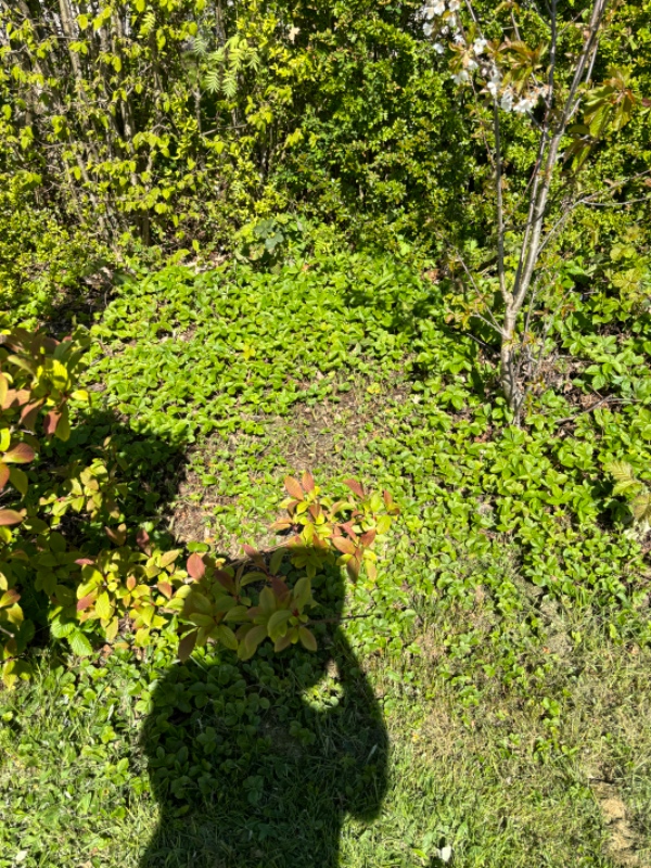 Lugning og havearbejde