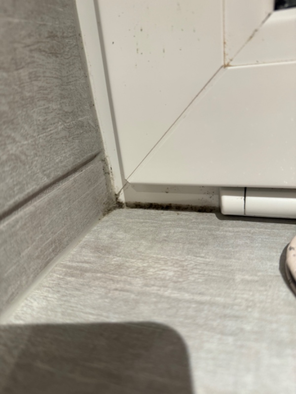 Fjernelse af skimmelsvamp akut