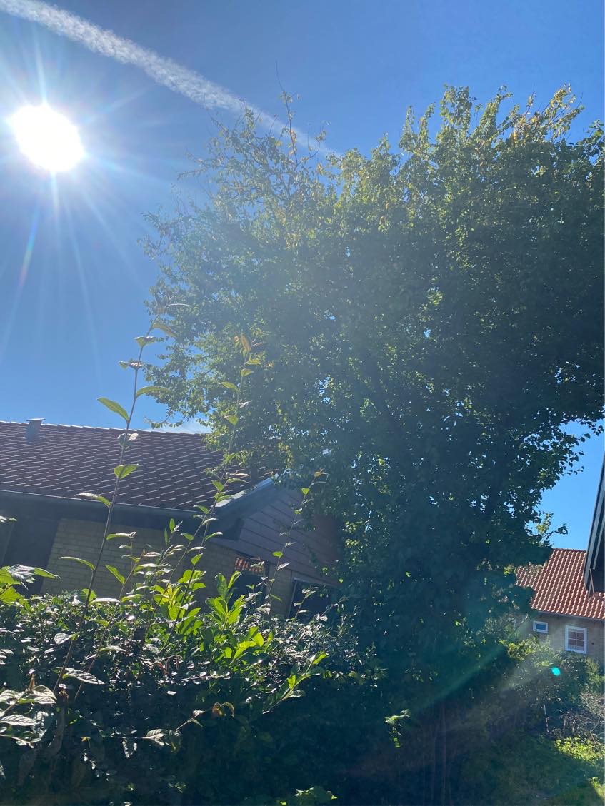 Beskæring af træ - grene