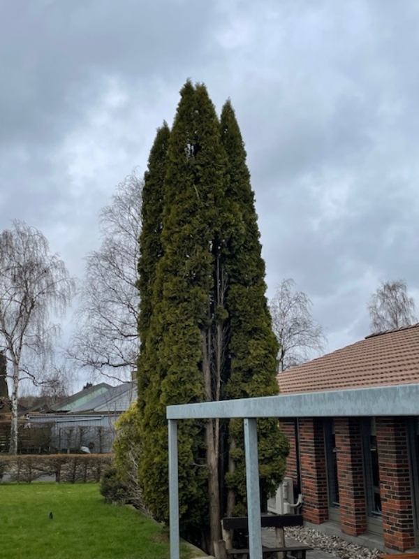 Topkapning af cypres