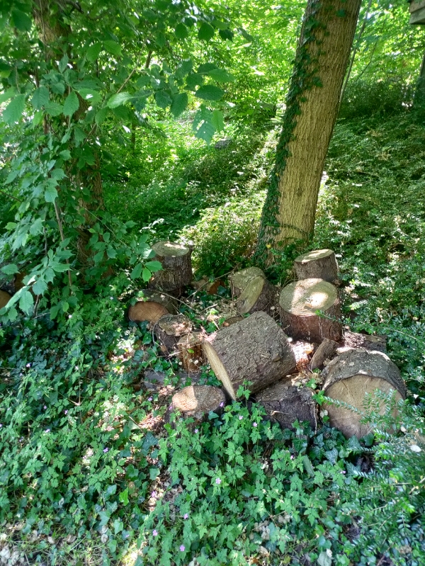 Kløve en masse brænde med en elektrisk brændekløver. Der er 11 træer. Se evt. Billeder