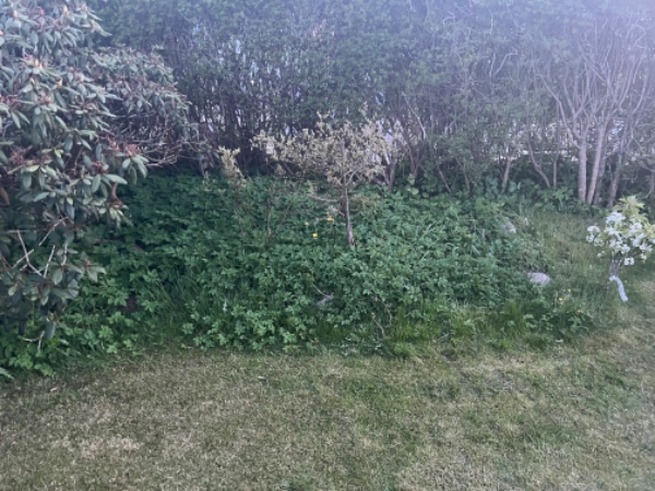 Ordnet have, ukrudt fjernes