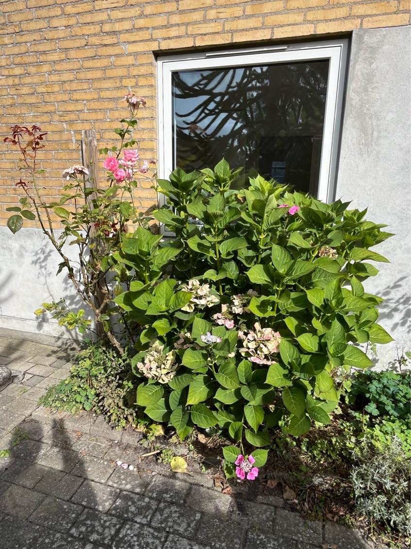 Vinterklargøring af have