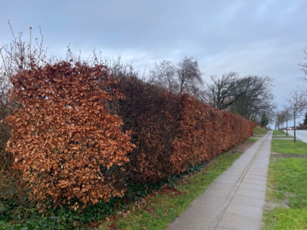 Beskæring af 30 mtr. bøgehæk og 6 buske/træer i opvokset have