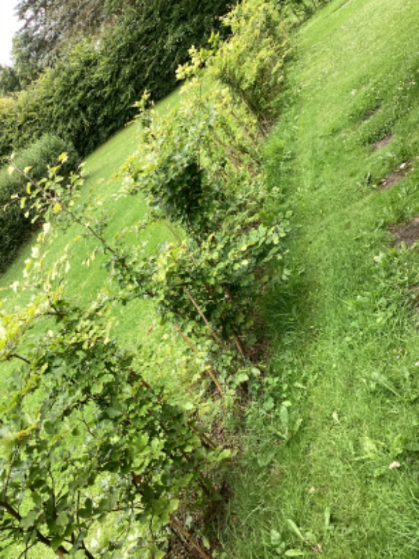 Luge ukrudt, klippe et lille stykke græs