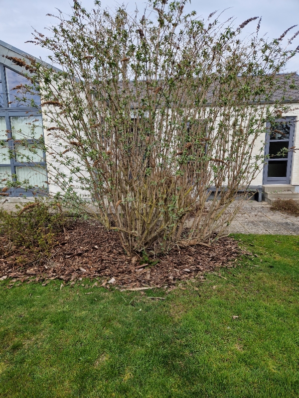 Beskæring af 4 frugttræer og 5 sommerfuglebuske