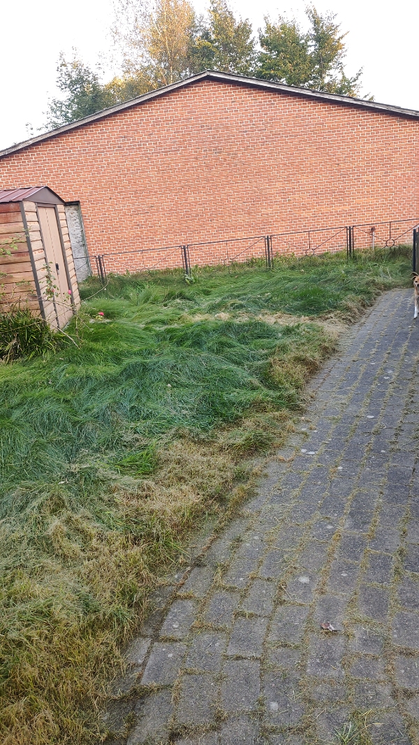 Havearbejde i min have. Jeg har været udenlands i 2 måneder