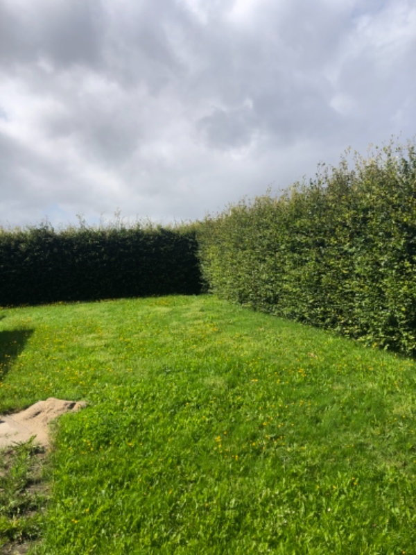 Græs, hæk, ukrudt, fliser.