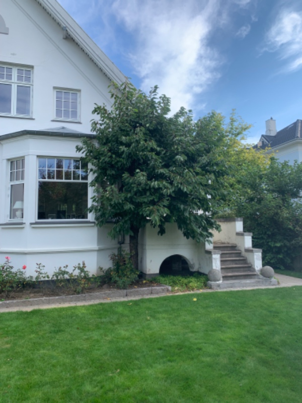 Fældning og fjernelse af træ Hellerup