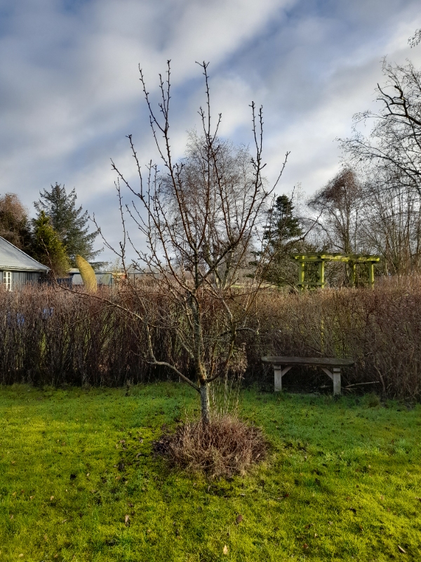 Beskæring af et pæretræ og et æbletræ