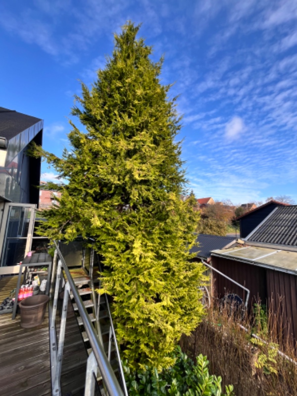 Fældning af grantræ